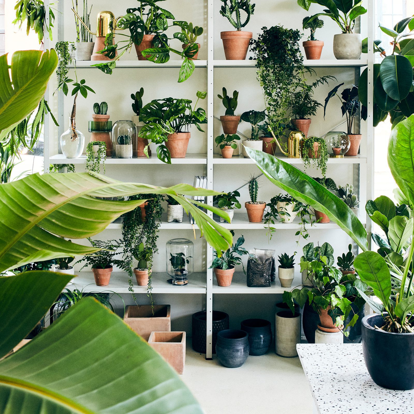 Plant København billede