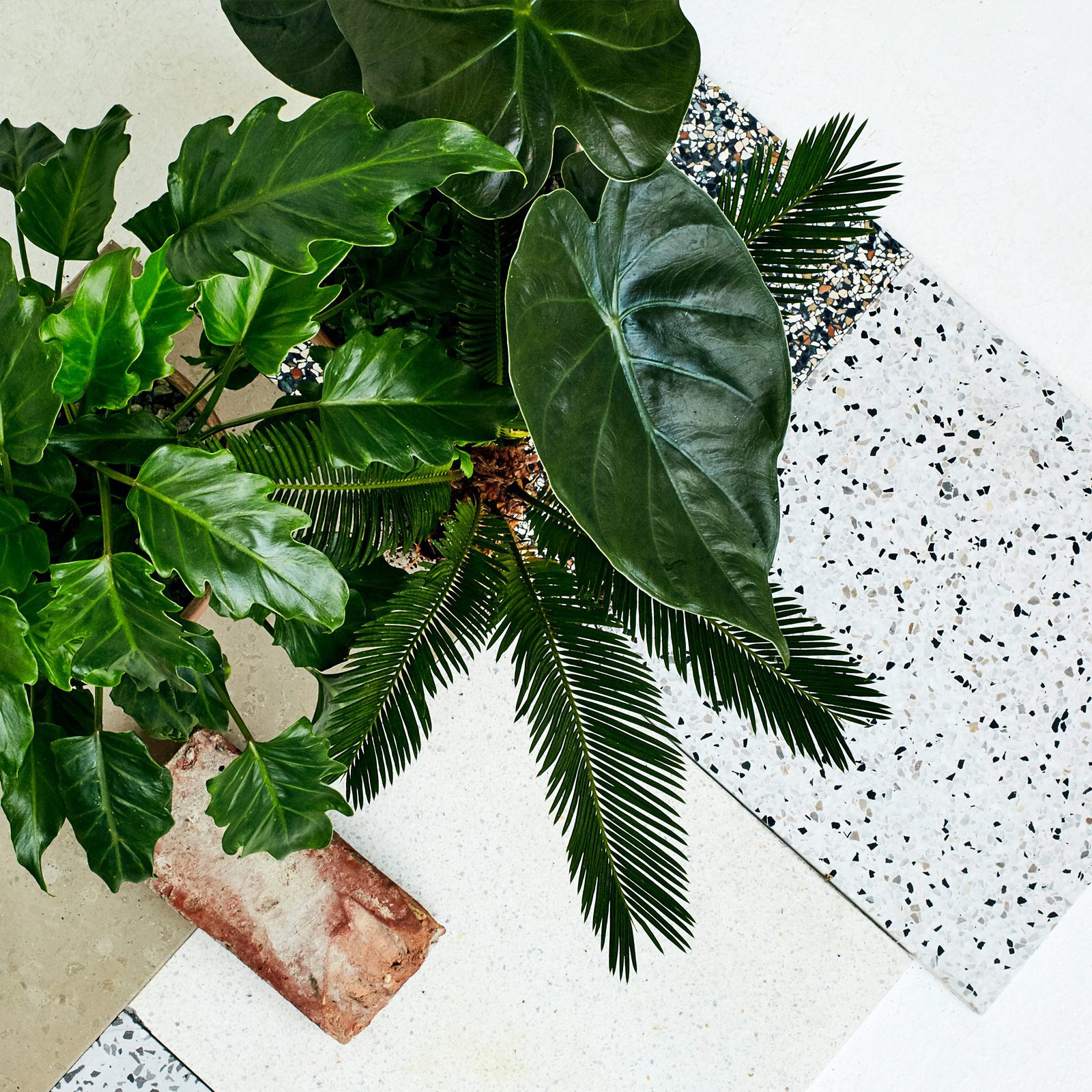 Plant København billede